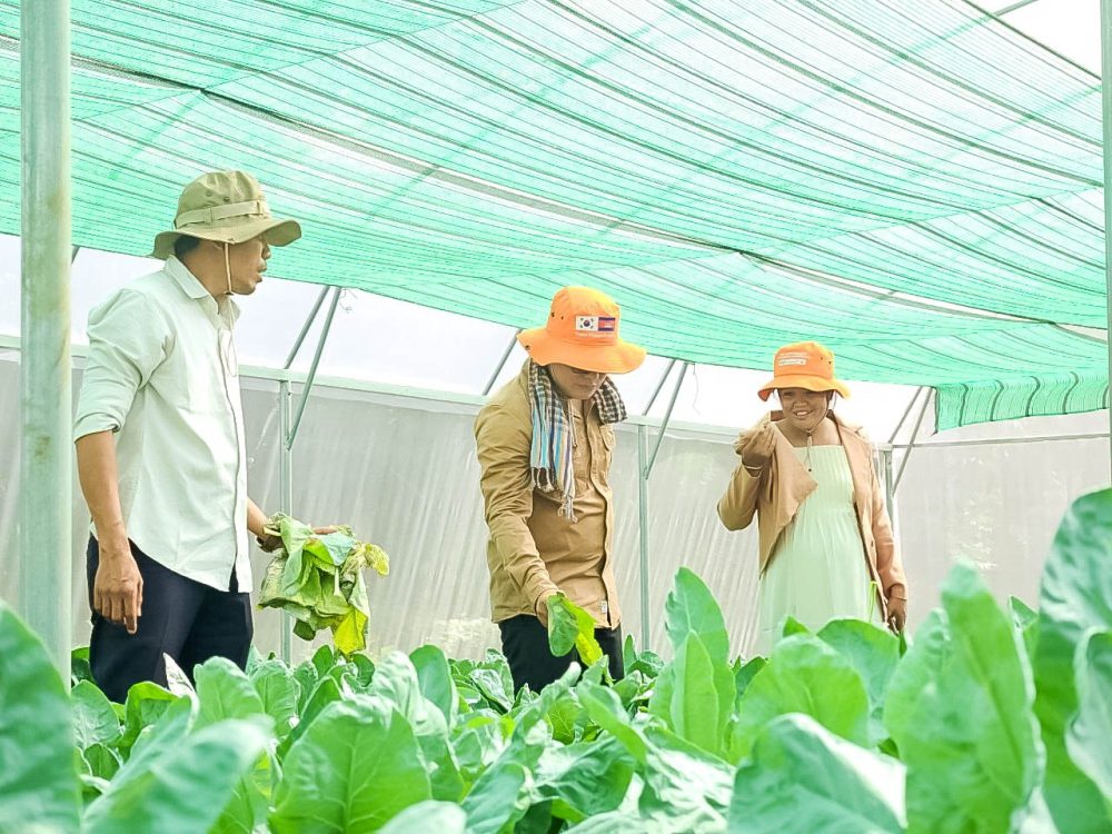 លោក គឺន សុគា និងក្រុមការងារសម្របសម្រួលគម្រោង “ការកសាងភូមិសន្តិភាព តាមរយៈការអភិវឌ្ឍសហគមន៍ជនបទចម្រុះ" បានចុះពិនិត្យតាមដានការងារដាំដុះបន្លែ នៅក្នុង និងក្រៅផ្ទះសំណាញ់របស់ប្រជាកសិករដែលទទួលផលពីគម្រោង 2 photo 2024 06 07 10 37 32 2