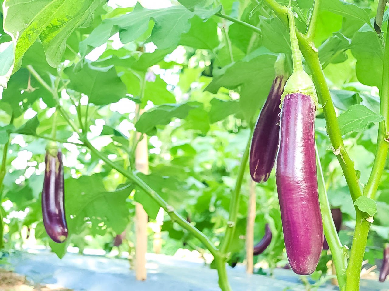 photo 2024 06 07 10 37 33 3