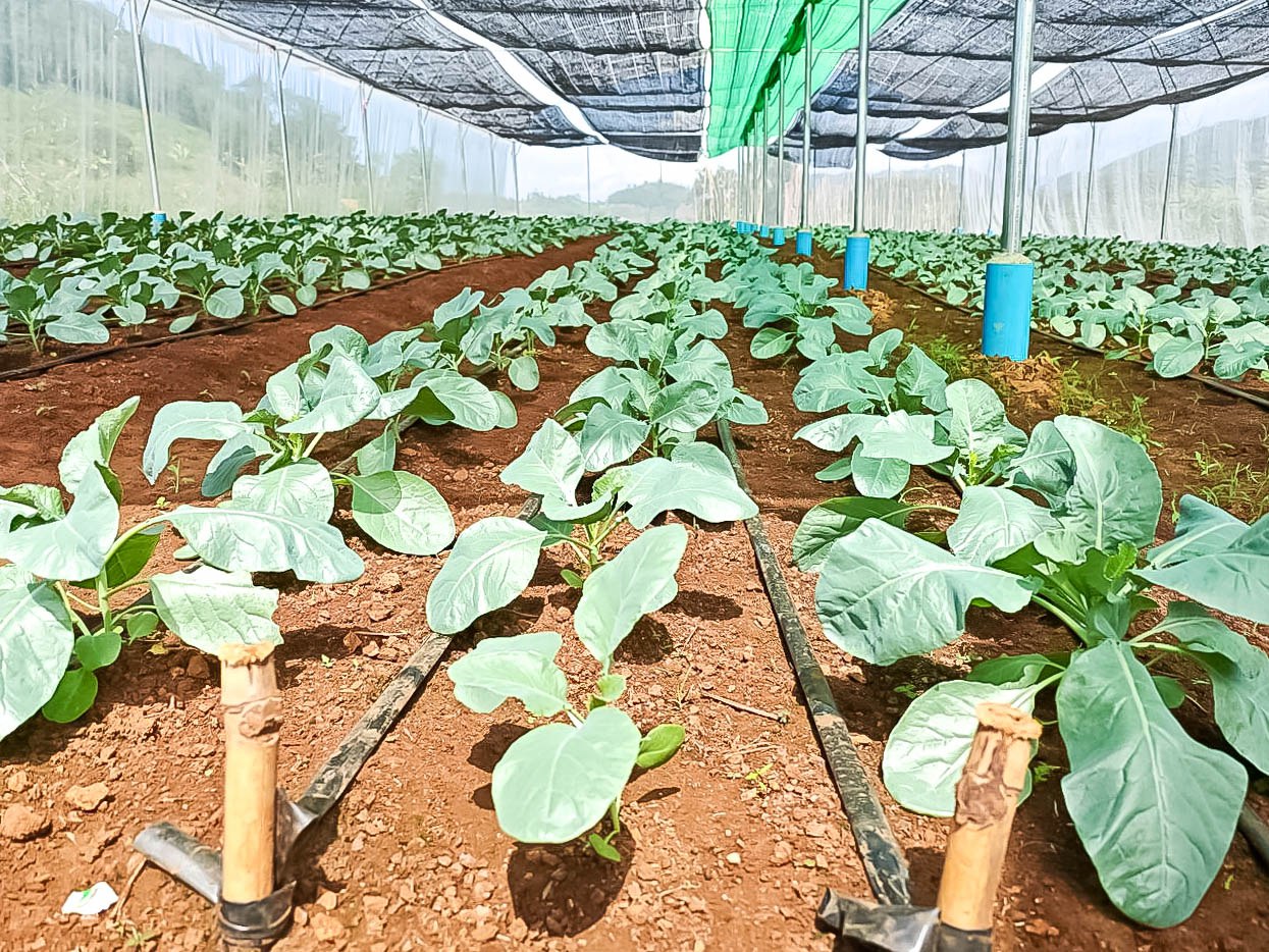 លោក គឺន សុគា និងក្រុមការងារសម្របសម្រួលគម្រោង “ការកសាងភូមិសន្តិភាព តាមរយៈការអភិវឌ្ឍសហគមន៍ជនបទចម្រុះ" បានចុះពិនិត្យតាមដានការងារដាំដុះបន្លែ នៅក្នុង និងក្រៅផ្ទះសំណាញ់របស់ប្រជាកសិករដែលទទួលផលពីគម្រោង 17 photo 2024 06 07 10 37 35