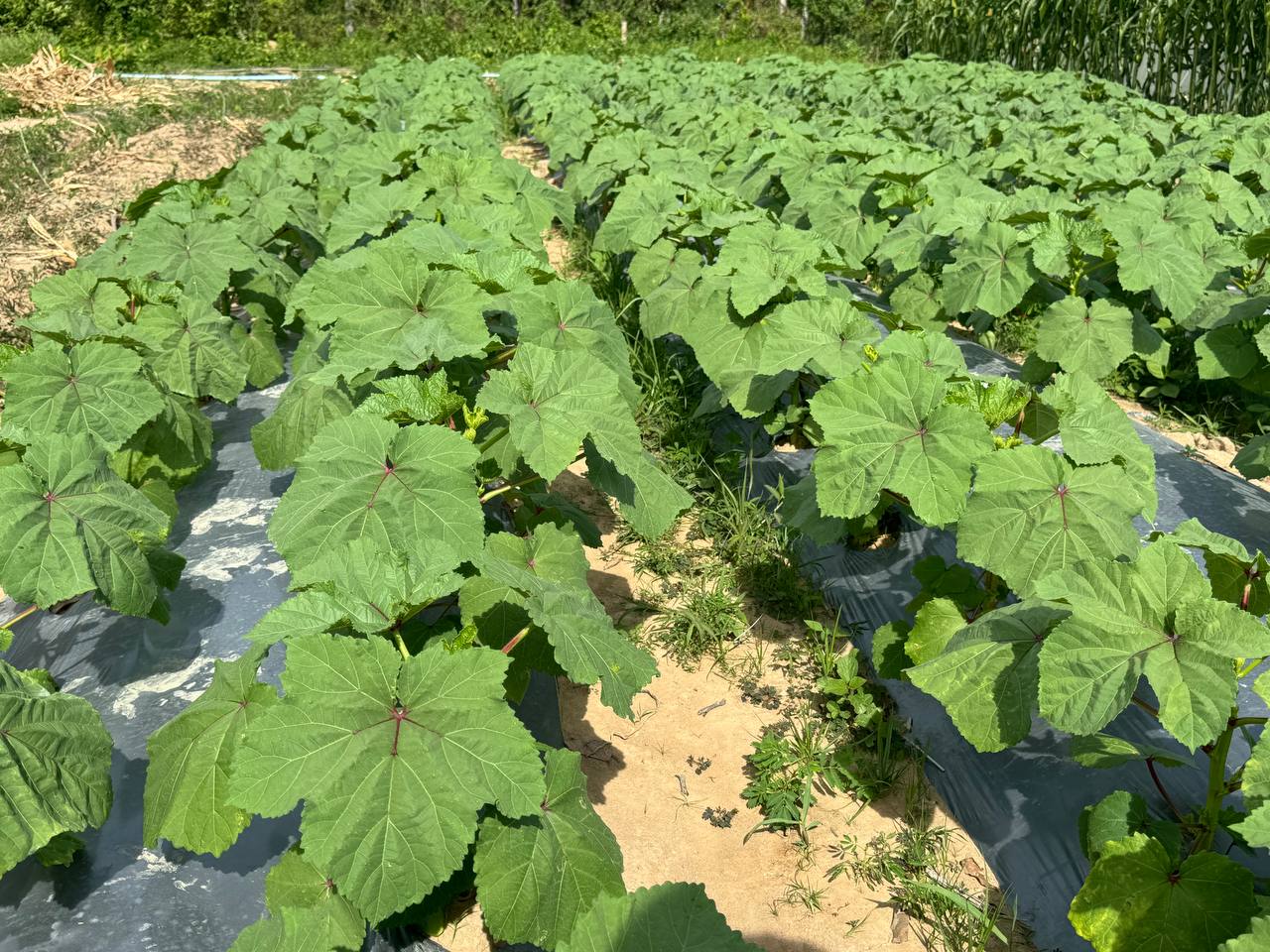 photo 2024 06 10 14 12 02