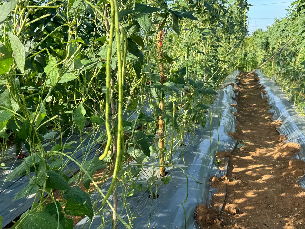 photo 2024 06 10 14 24 25