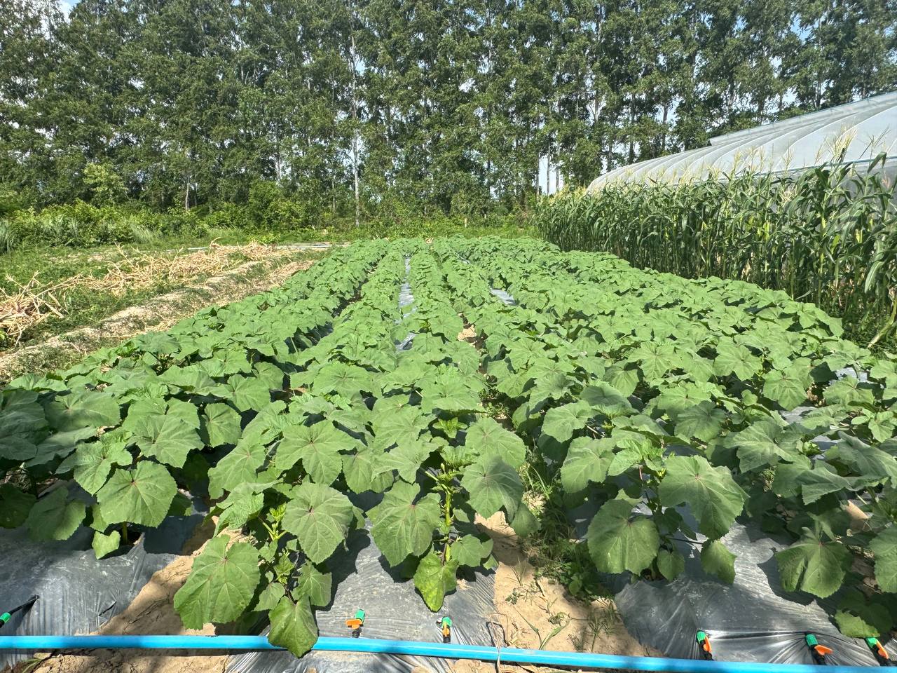 photo 2024 06 10 14 24 37