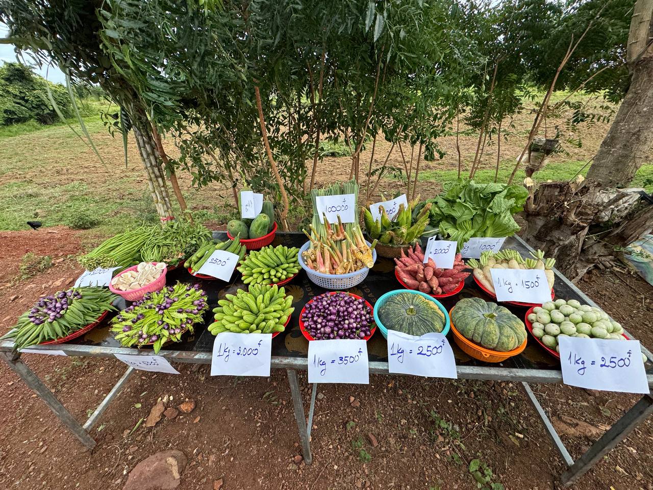 មន្ទីរអភិវឌ្ឍន៍ជនបទខេត្តប៉ៃលិន បានចូលរួមក្នុងកម្មវិធីរៀបចំទិវាចម្ការបង្ហាញលើកទី២ ស្តីពីការអនុវត្តកសិកម្មឆ្លាតវៃលើផលិតកម្មដំណាំបន្លែ 10 photo 2024 07 25 11 44 54