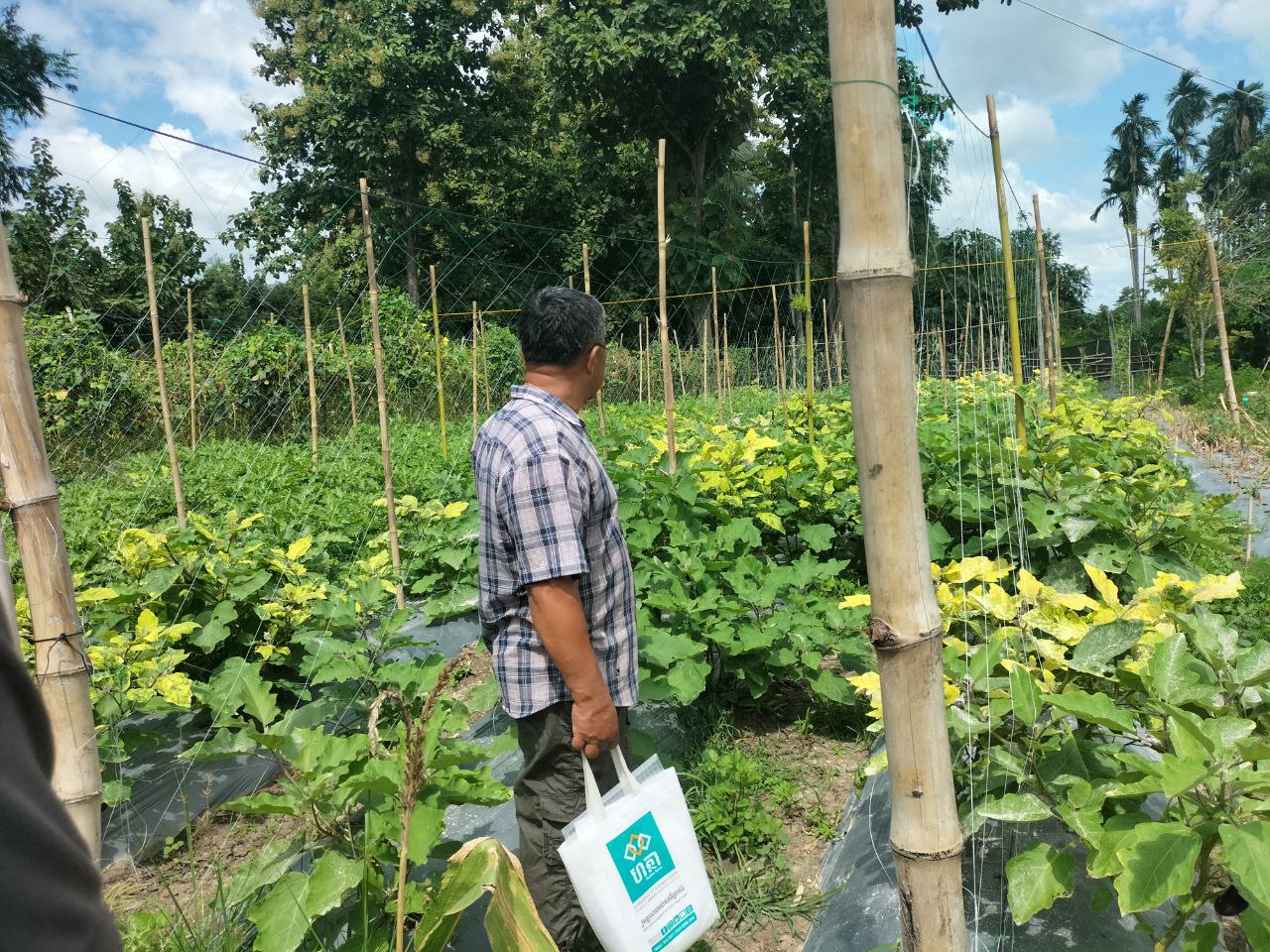 ក្រុមការងារសម្របសម្រួលថ្នាក់ខេត្តបន្ទាយមានជ៧យ នៃគម្រោង "ការកសាងភូមិសន្តិភាព តាមរយៈការអភិវឌ្ឍសហគមន៍ជនបទចម្រុះ" អញ្ជើញចូលរួមកម្មវិធីទិវាចម្ការបង្ហាញលើកទី២ ស្តីពីការអនុវត្តកសិកម្មឆ្លាតវៃលើផលិតកម្មដំណាំបន្លែ ស្ថិតនៅភូមិភ្នំរូង ឃុំបឹងបេង ស្រុកម៉ាឡៃ 9 photo 2024 08 09 13 25 59