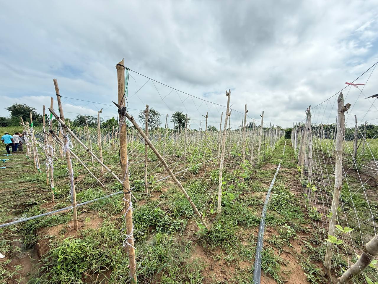 photo 2024 11 07 20 47 13