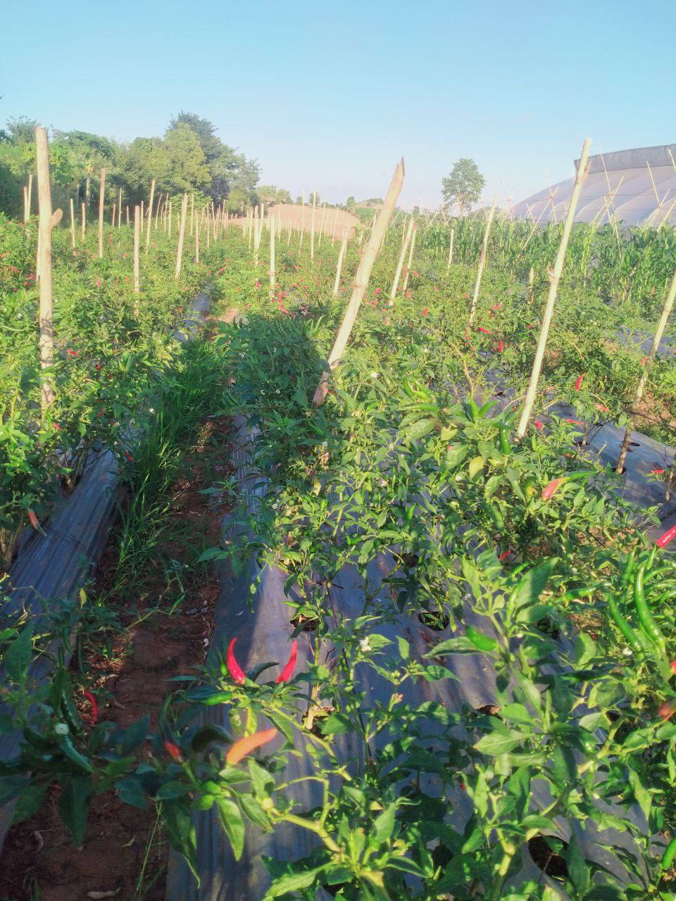 photo 2024 12 20 15 26 58