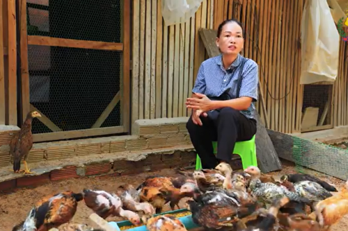 ១ការចិញ្ចឹមមាន់ប្រើចំណីសរីរាង្