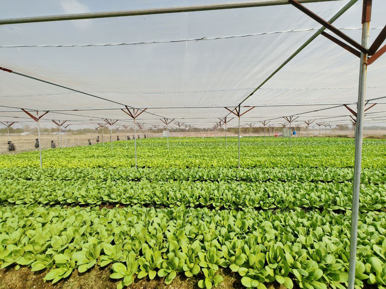 photo 2025 01 20 11 36 32