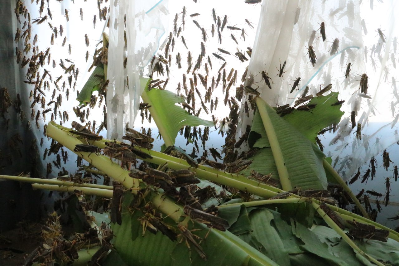 លោក គី សុផល ប្រធាននាយកដ្ឋានអភិវឌ្ឍន៍សេដ្ឋកិច្ចជនបទបានដឹកនាំមន្រ្តីចុះសិក្សាស្វែងយល់អំពីមុខរបរចិញ្ចឹមកណ្ដូប និងចង្រិត 8 photo 2025 02 06 07 58 28