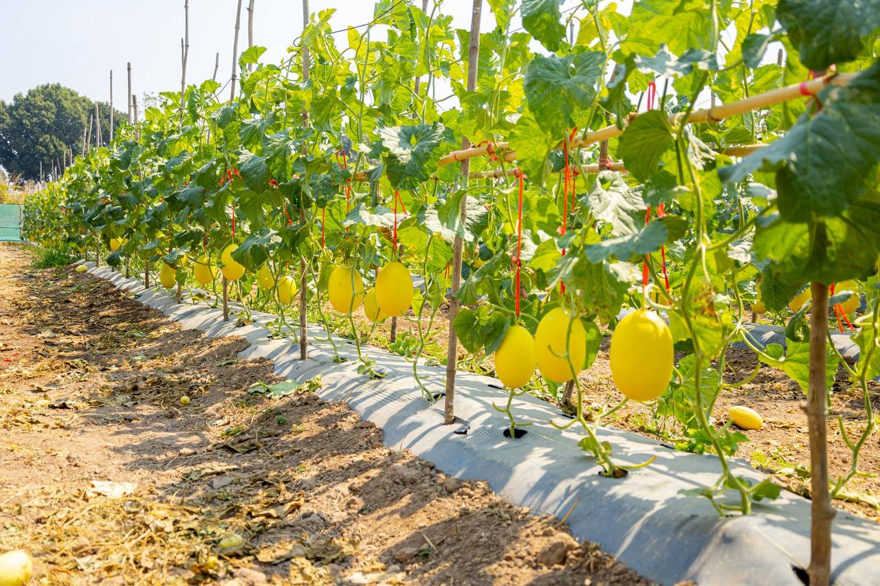 photo 2025 02 11 19 52 58