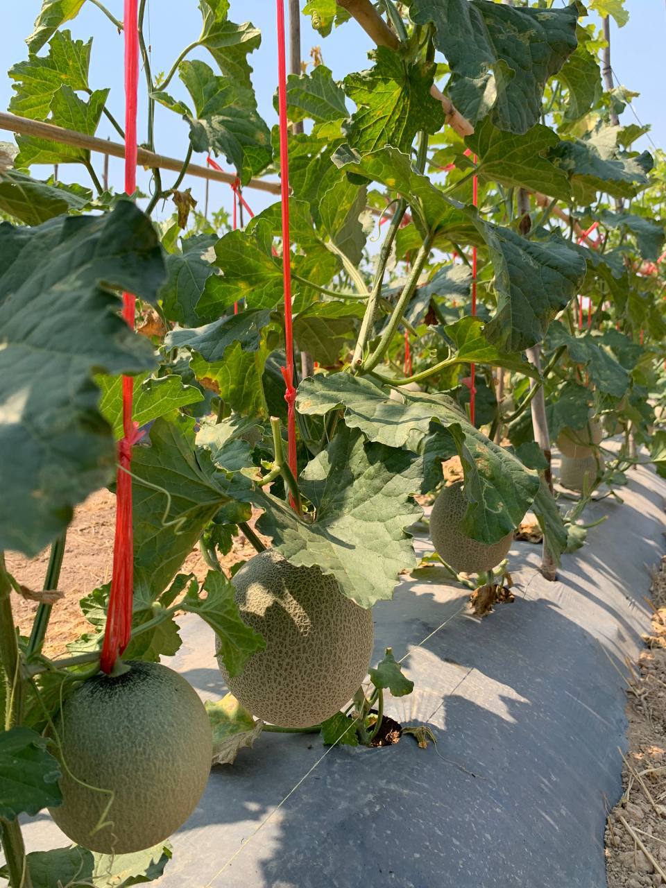 photo 2025 02 11 19 53 05