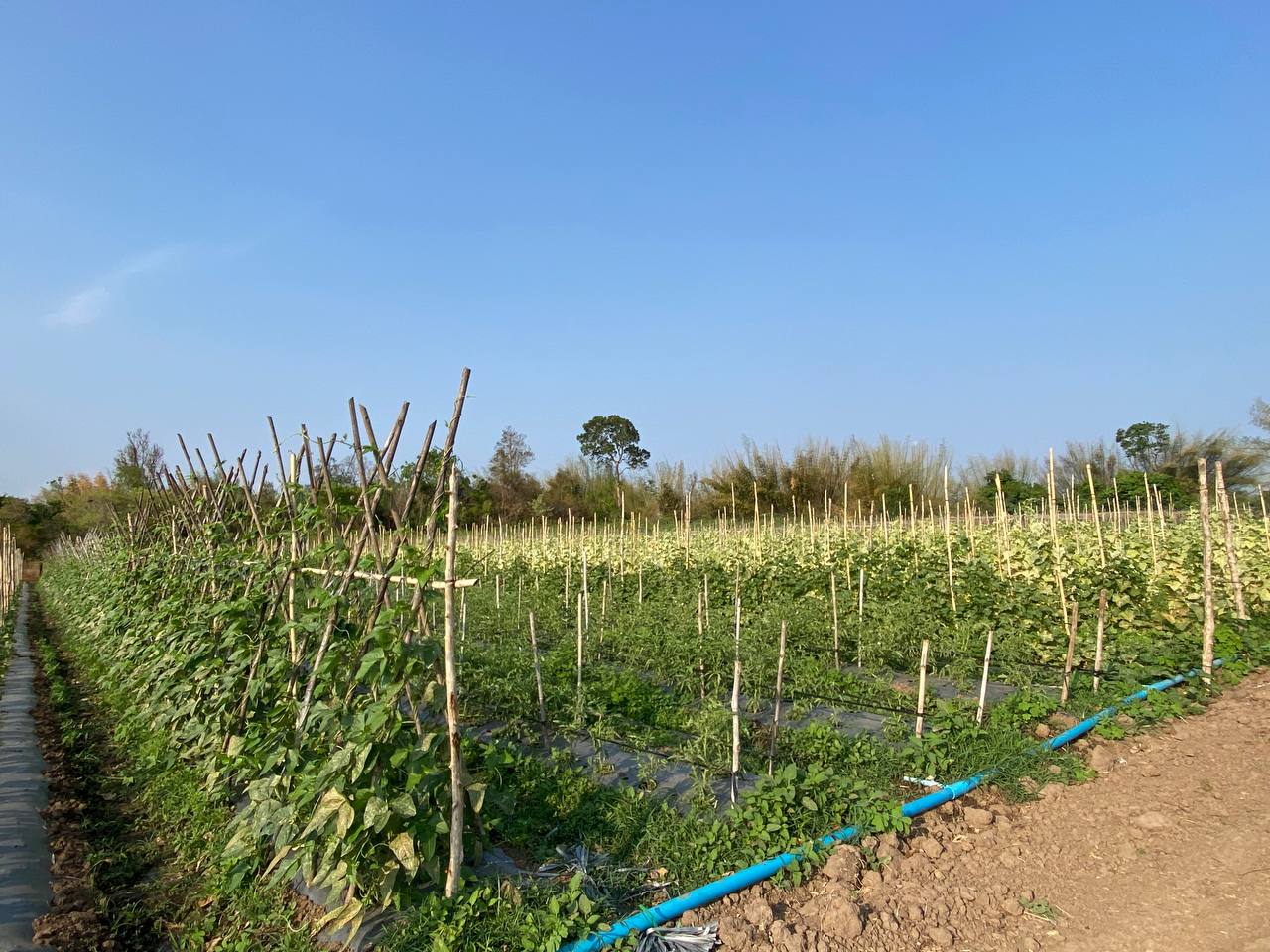 photo 2025 03 18 18 03 23