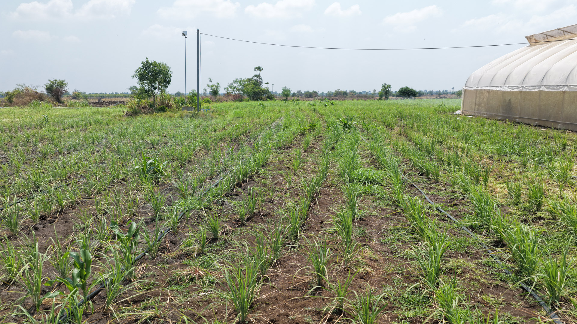 ឯកឧត្តម ឆាយ ឫទ្ធិសែន និងគណៈប្រតិភូក្រសួងអភិវឌ្ឍន៍ជនបទ អញ្ជើញទៅពិនិត្យវឌ្ឍនភាព នៃការអភិវឌ្ឍនានានៅសហគមន៍សំបូរមានជ័យ ក្នុងខេត្តកំពង់ចាម 4 50DJI 20260401114412 0091 D